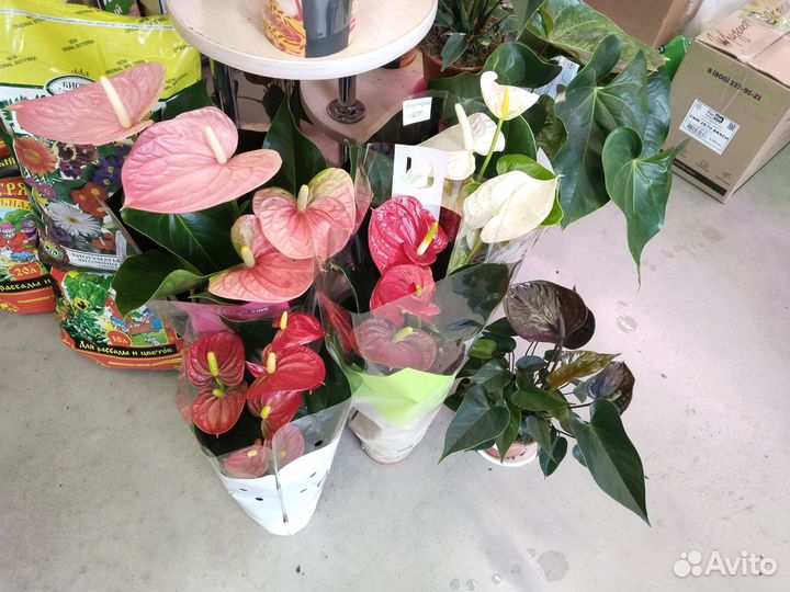 Комнатные растения