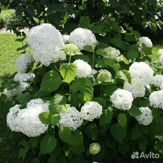 Гортензия Анабель