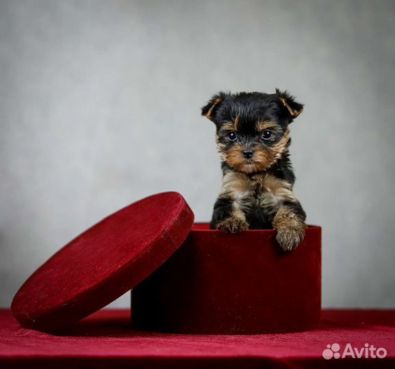 Йоркширский терьер девочка