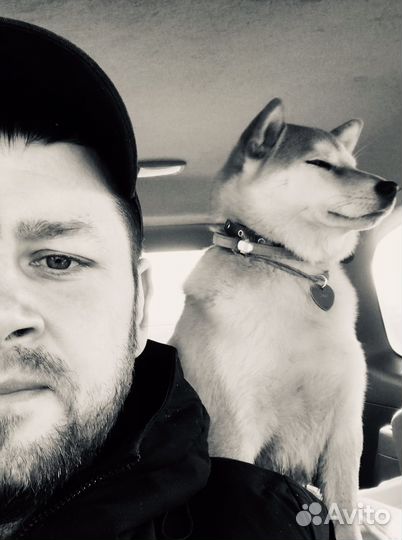 Экспресс зоотакси