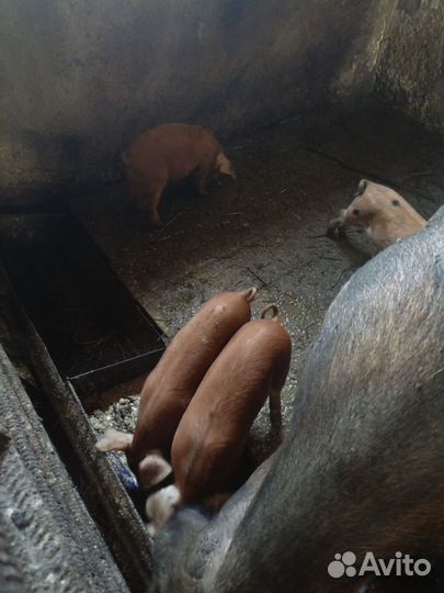 Поросята. Гибриды дюрка