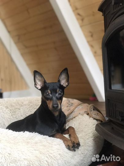 Догситтер. Передержка собак Переславль- Залесский