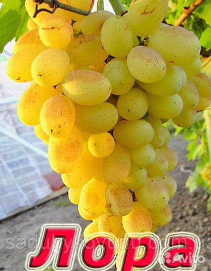 Саженцы винограда для Подмосковья