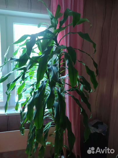 Пальма драцена