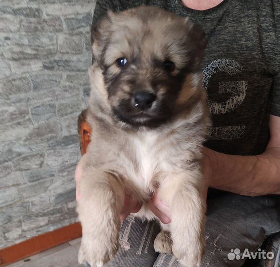 Щенки алабая