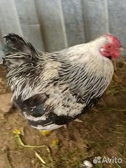 Петушок мини Виандот. 1 год