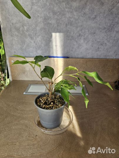 Замиокулькас, фикус бенджамина, панданус и др