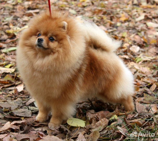 Померанский шпиц мини щенки