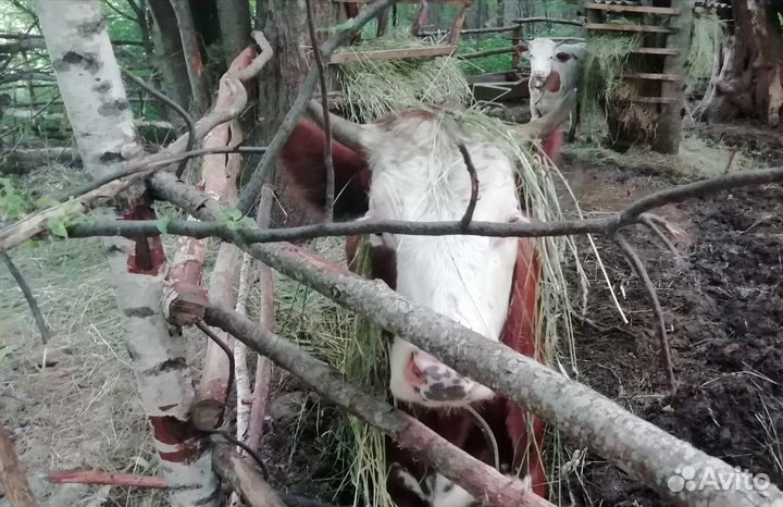 Телята и тёлки