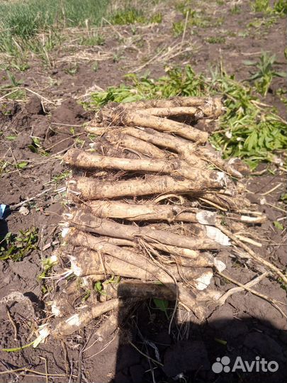 Продать корень хрена