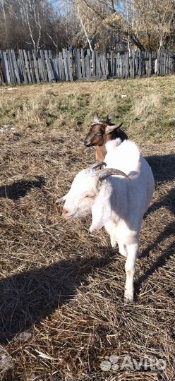 Козел на племя,коза дойная