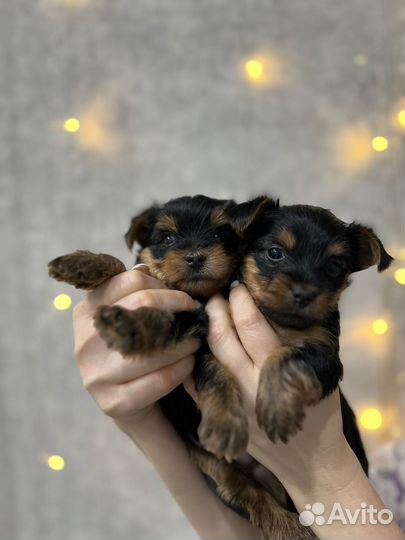 Йоркширский терьер