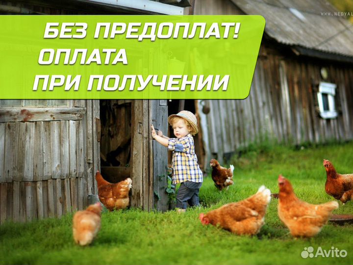 Куры несушки Белые