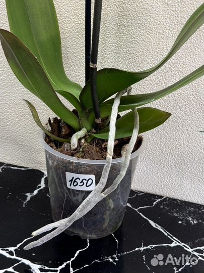 Орхидея фаленопсис