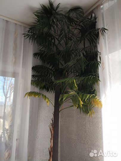 Замиокулькас