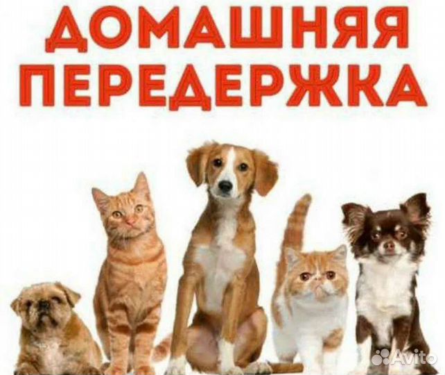 Передержка животных на время отпуска