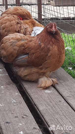 Кохинхин карликовый