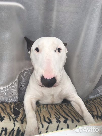 Стандартный бультерьер