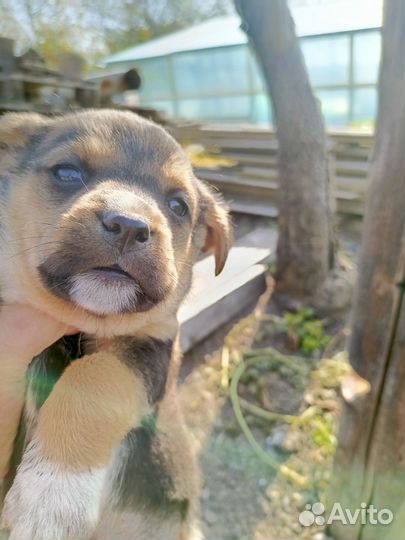 Собаки только в добрые руки