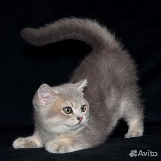 Британская голубая золотая шиншилла