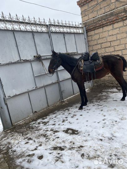 Лошади жеребец мансур