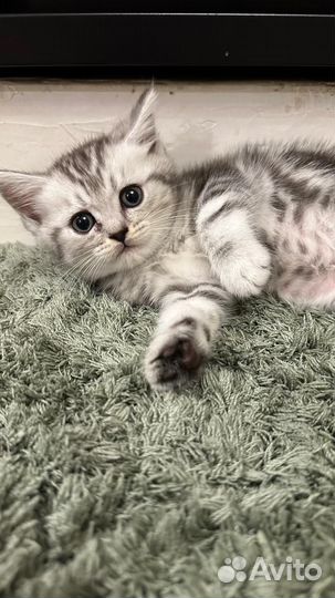 Шотландские вислоухие котята