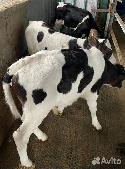 Ч Телята мясной породы