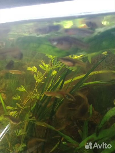 Рыбки гуппи