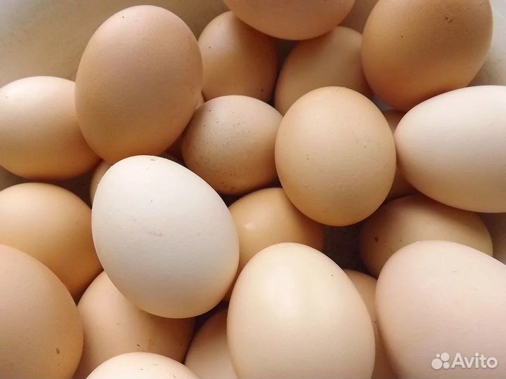 Домашние, крупные куриные яйца