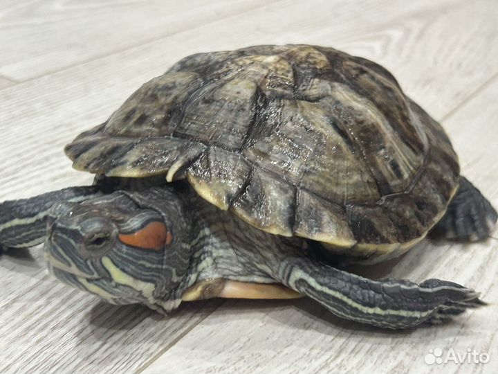 Красноухая черепаха с аквариумом и с кормом