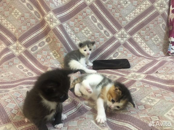 Котята в добрые руки бесплатно