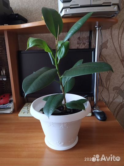 Фикус каучуковый