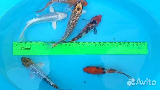 Карп кои (японский карп)