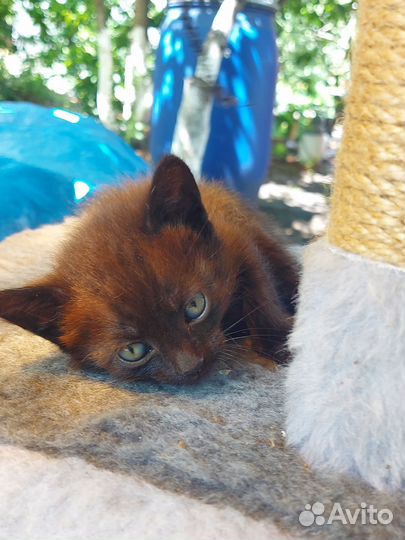 Отдам в добрые руки милейших котят