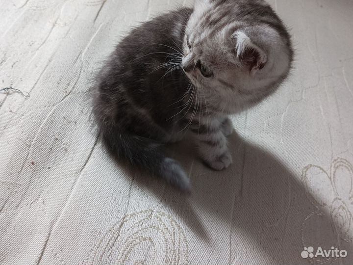 Шотландская прямоухая девочка