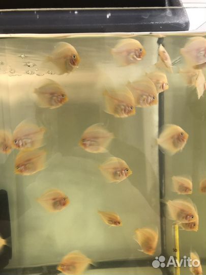 Дискусы рыбки