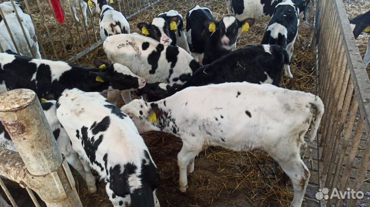 Телята бычки на откорм