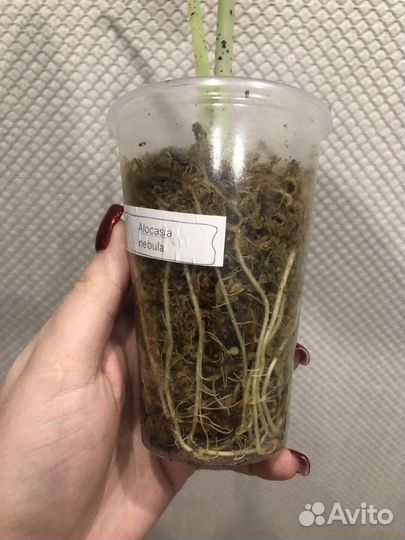 Алоказия небула