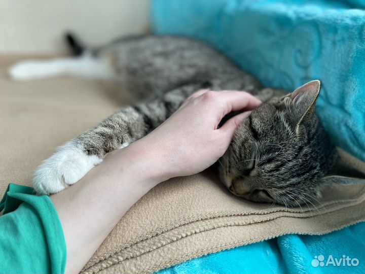 Очень ищет дом кошечка