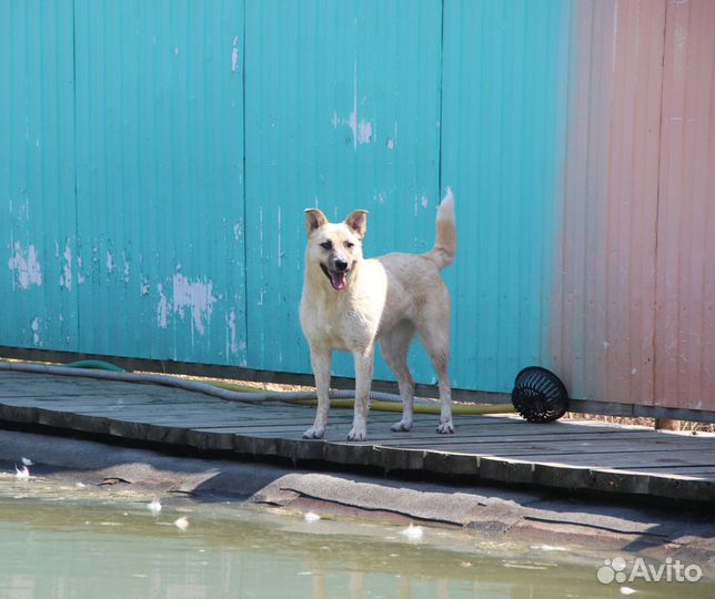 Собака в добрые руки
