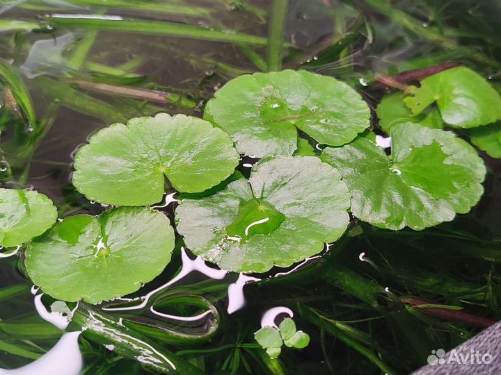 Аквариумные растения отправка по России