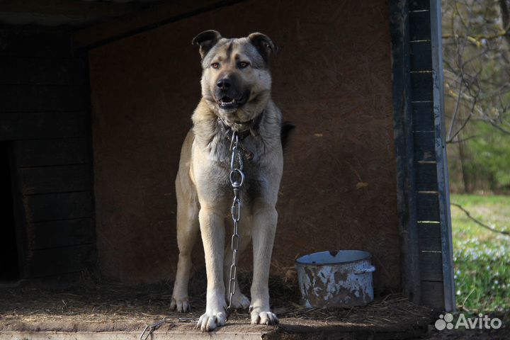 Собака Сокол