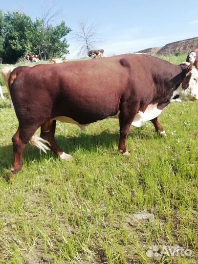 Бык племянной Герефорд 3,5 года