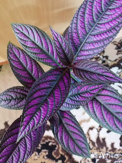 Комнатные цветы