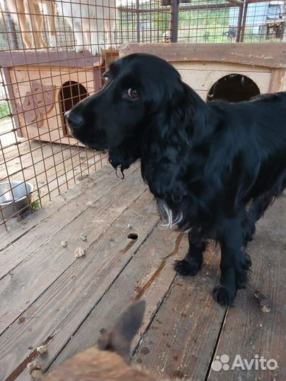 Отдам в добрые руки