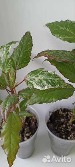 Комнатные растения