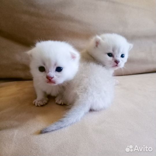 Британские котята