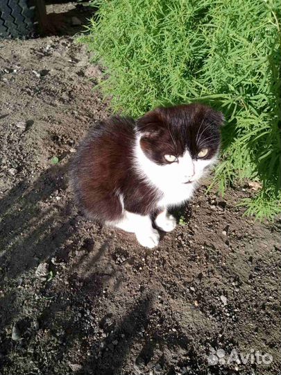 Отдадим котят