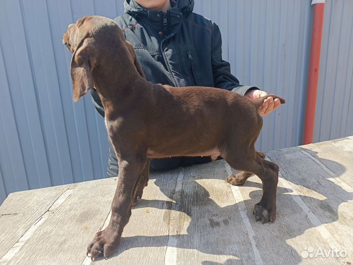 Щенки курцхаара