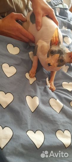 Продам сфинкса